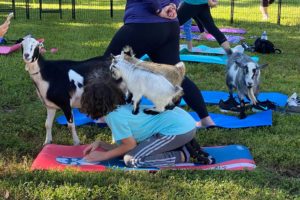 Goat yoga at the Alper JCC.