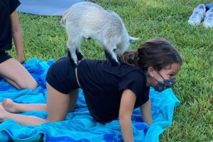 Goat yoga at the Alper JCC.